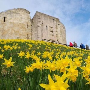 Daffodils on the banks of Clifton Tower York