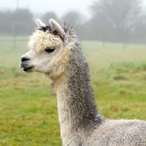 Llama Trekking Yorkshire
