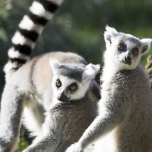 Zoos and Aquariums