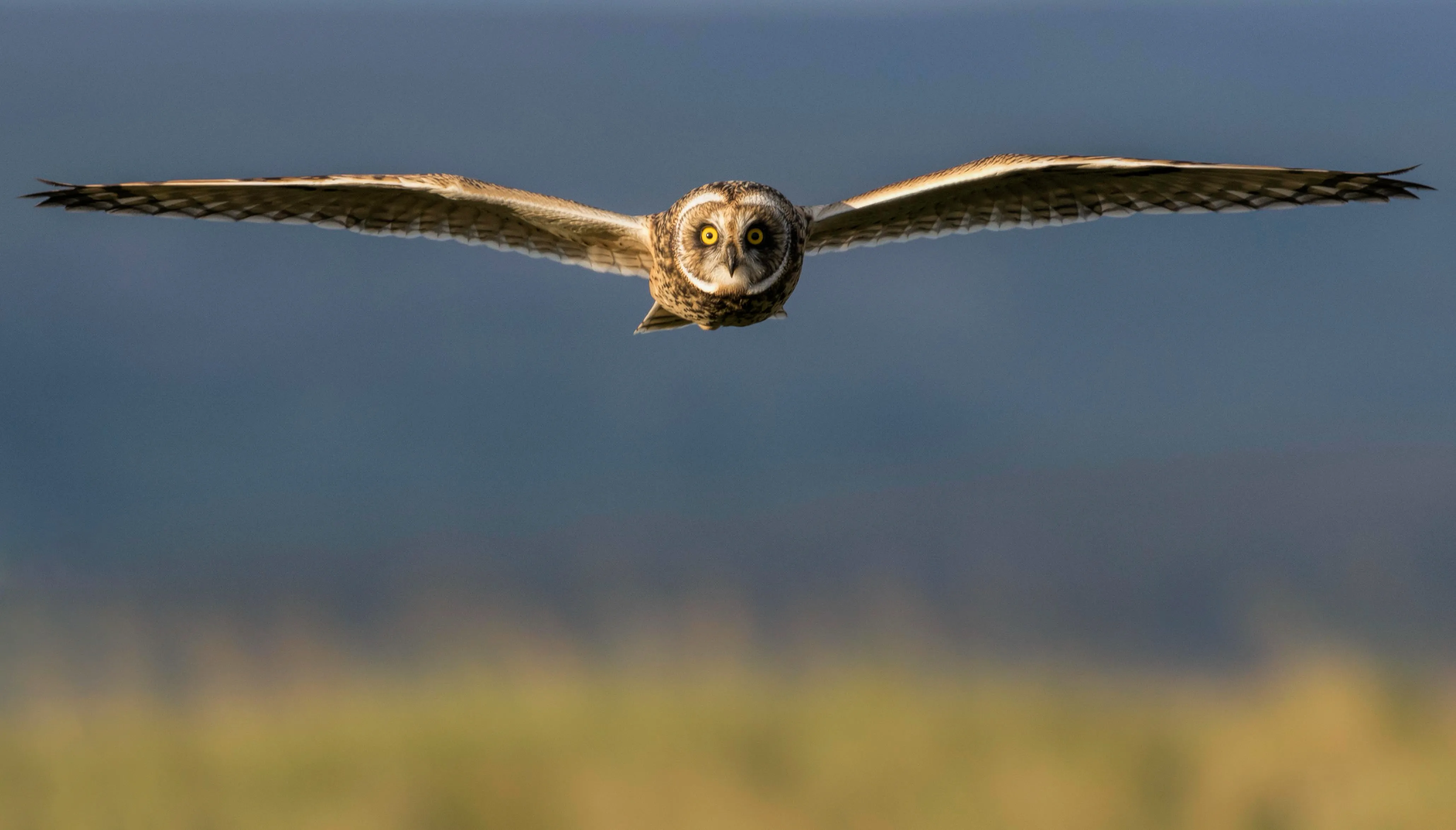 Owl in flight coming straight towards the camera