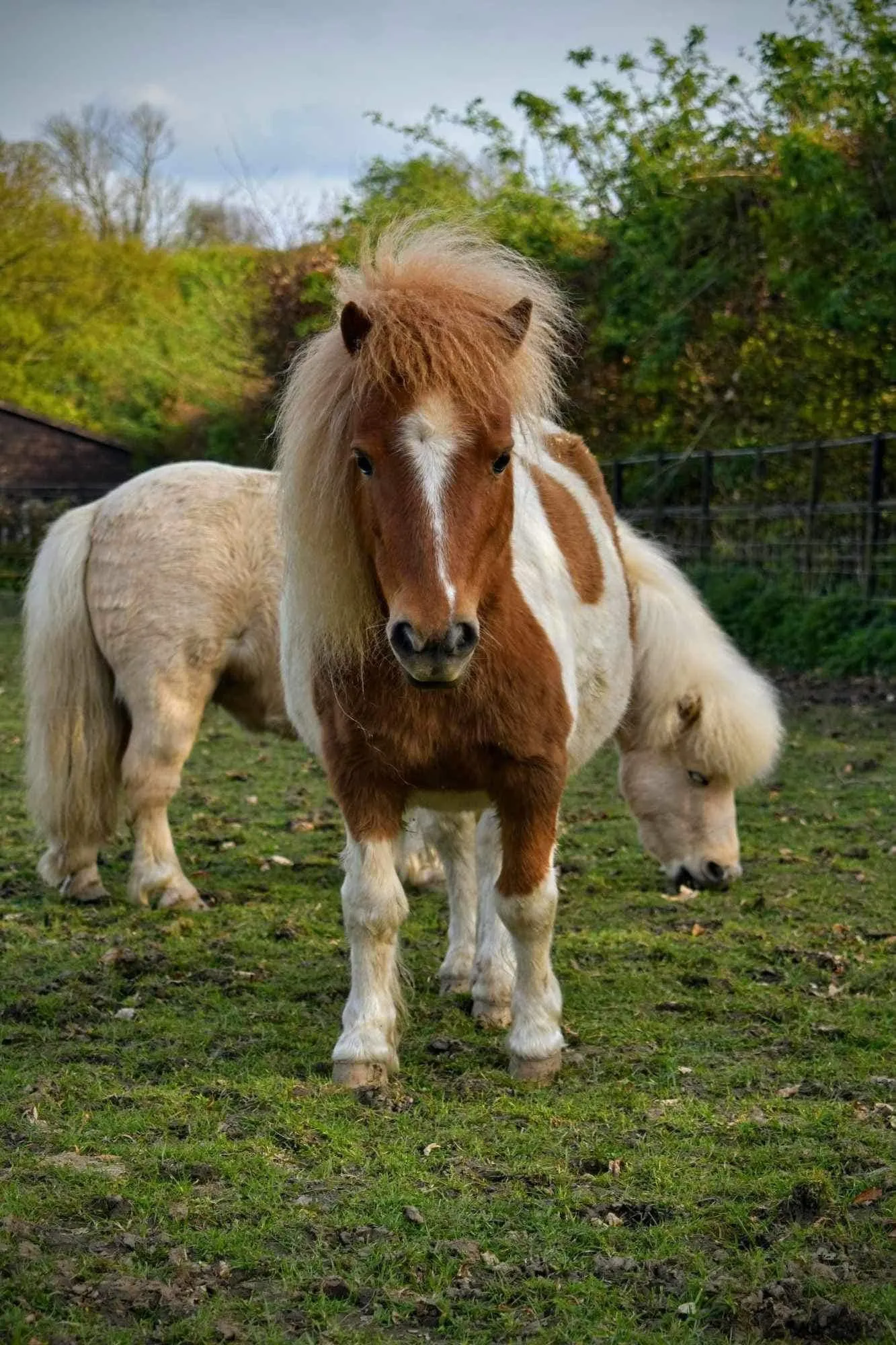 Two shetland ponies at Graves PArk animal farm in Sheffield