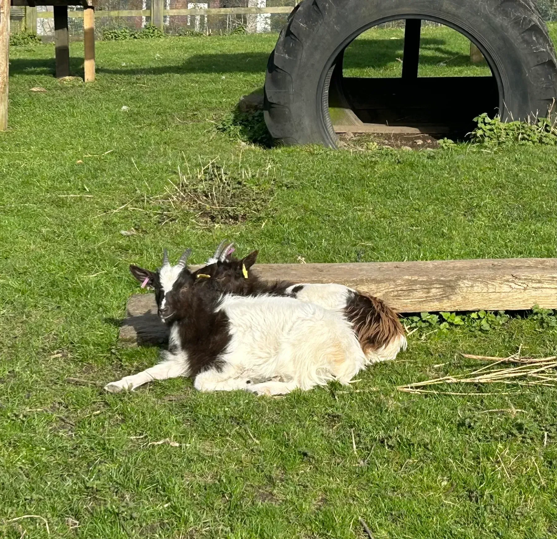 Pygmy goats greeting visitors at the fence in Heeley City Farm