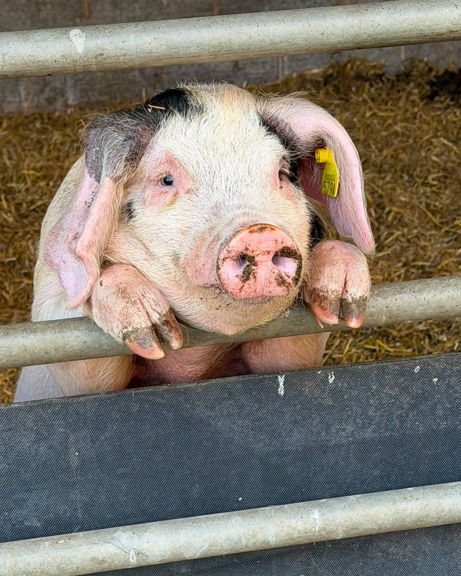 Rare breed pig at Home Farm at Temple Newsam