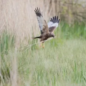 Marsh Harrier flying at RSPB Blacktoft Sands