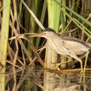 Bittern in reeds at RSPB Old Moor