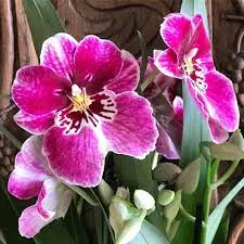 close up of a purple orchid at Burton Agnes Orchid Festival in April 2026