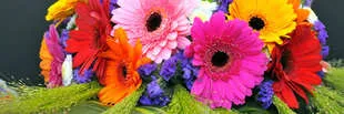 Harrogate Spring Flower Show in April 2026