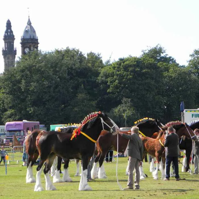 horses at the Halifax Agricultural show in August