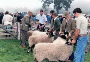 Nidderdale Show sheep