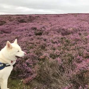 Purple Heather on Levisham Moor