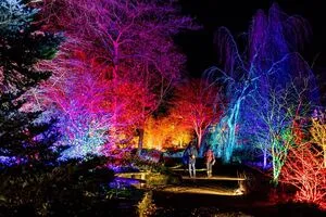 Illuminated trees and sparkling light displays glowing at RHS Garden Harlow Carr during Glow winter illuminations