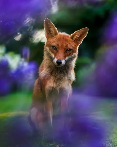 fox in woodland with out of focus purple or blue flowers. This is one of the photographs on display at Nunnington Hall in the British Wildlife Photography Awards Exhibition in May, June and July 2026
