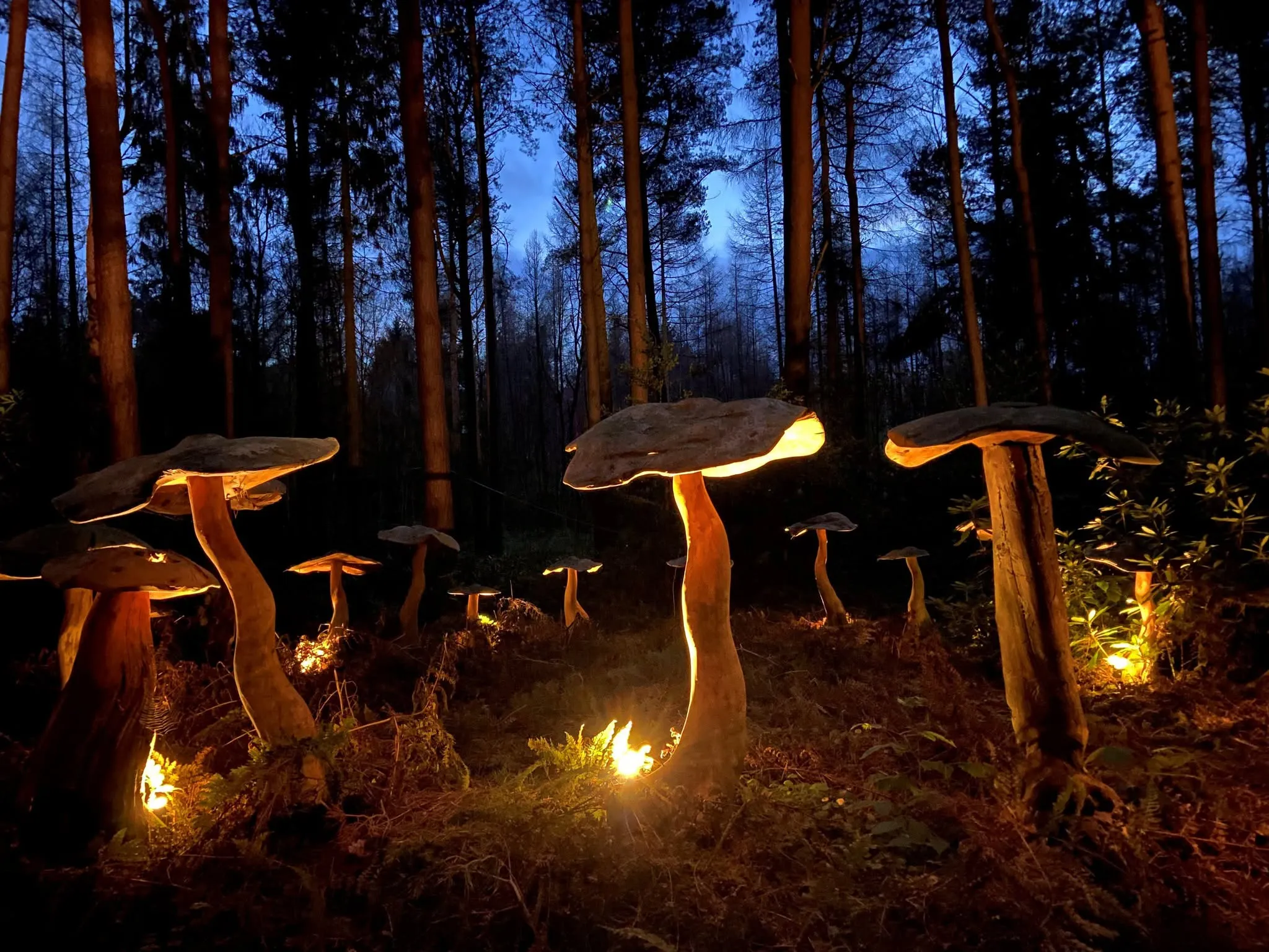Toadstool sculptures backlit at dusk in a wood, at Creamery gardens, gentle halloween event.