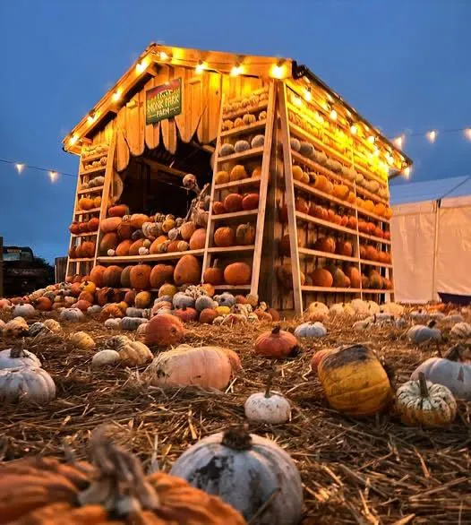 Families picking pumpkins at the Great Yorkshire Pumpkin Patch at Monk Park Farm near Thirsk