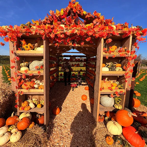 Cannon Hall Farm Pumpkin Festival