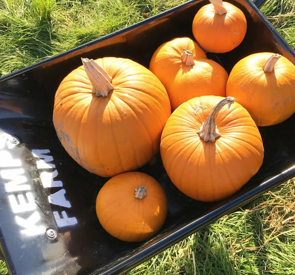Kemps Farm Horsforth Pumpkin Patch