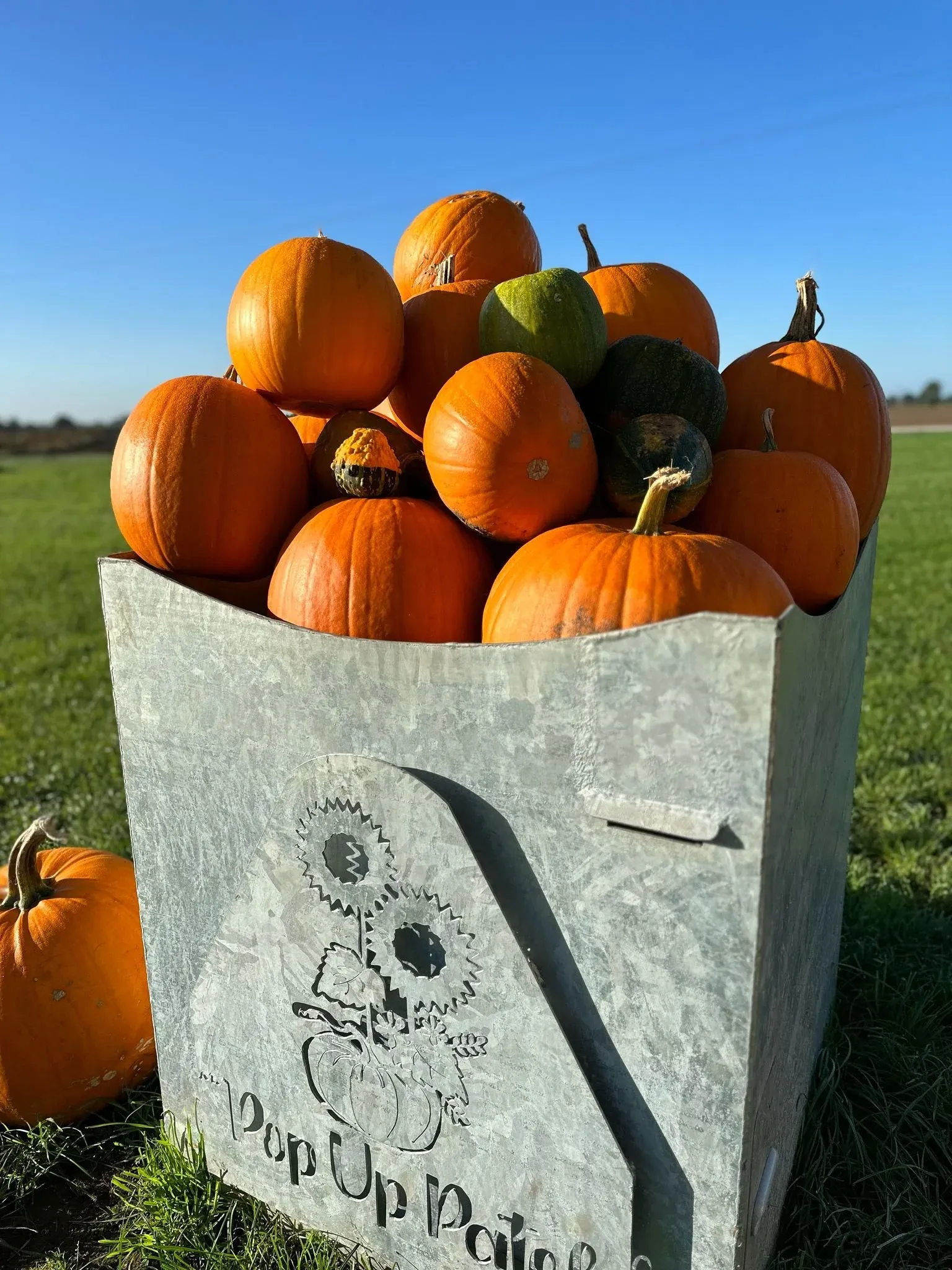 Pop Up Patch Pumpkin Picking