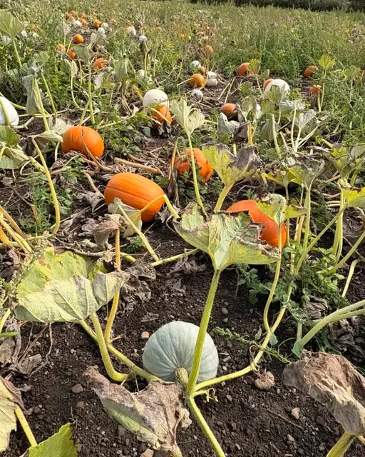 Field full of pumpkins at Redwood Farm