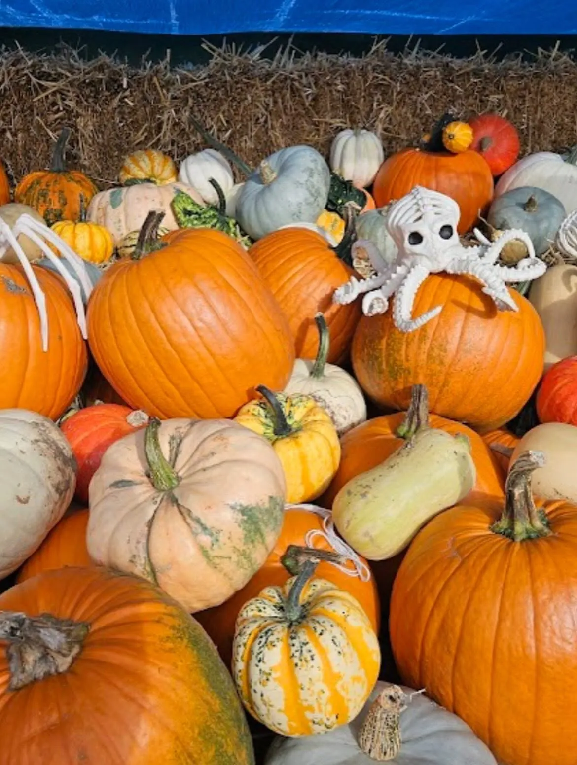 Pick your own pumpkins at Toulston Hall Farm in Tadcaster