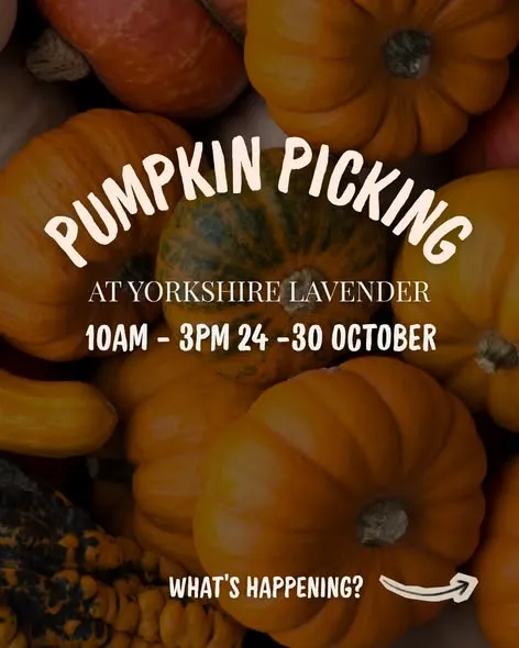 Children picking pumpkins in the festive pumpkin patch at Yorkshire Lavender
