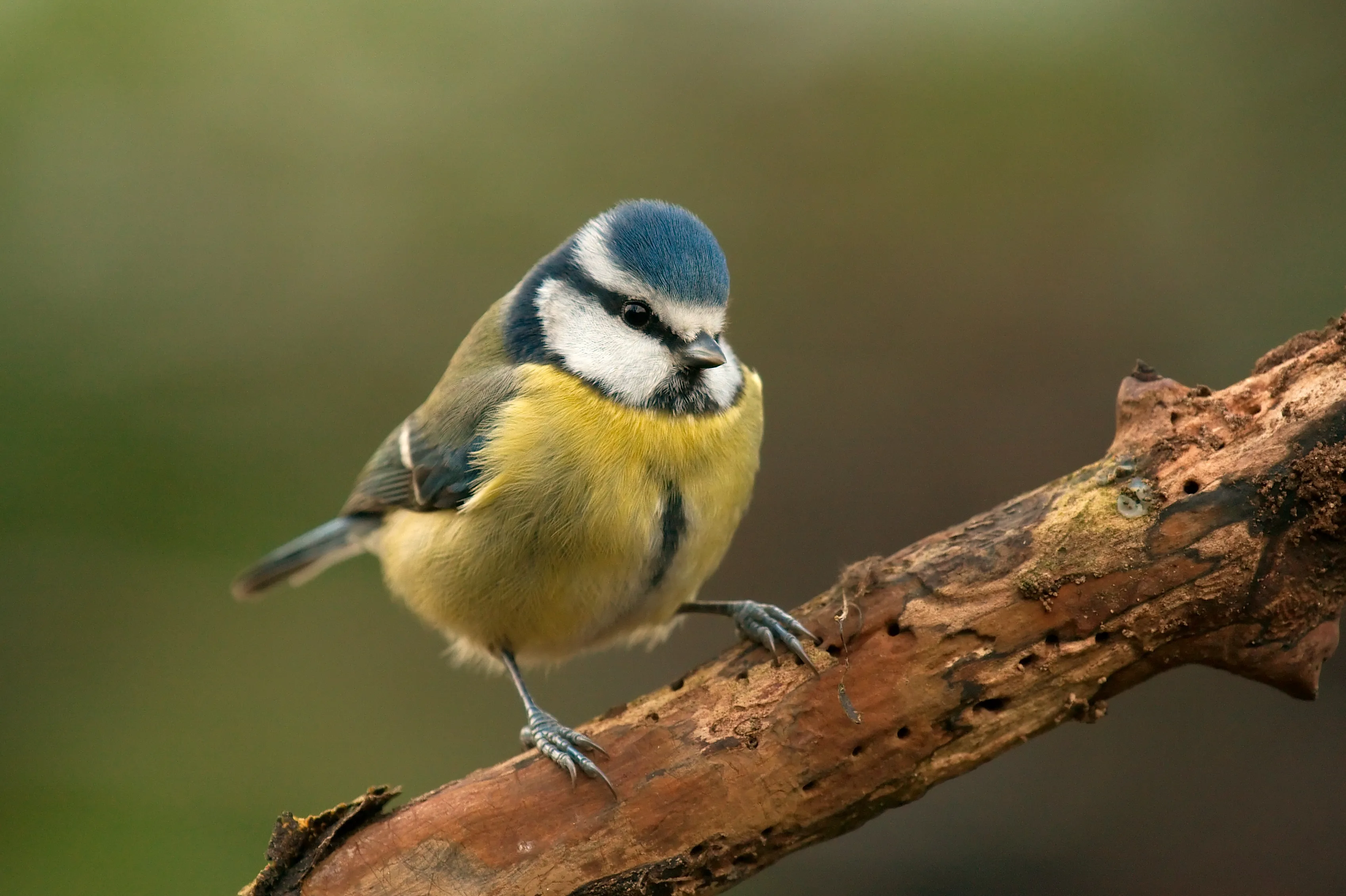 Bluetit on a branch 