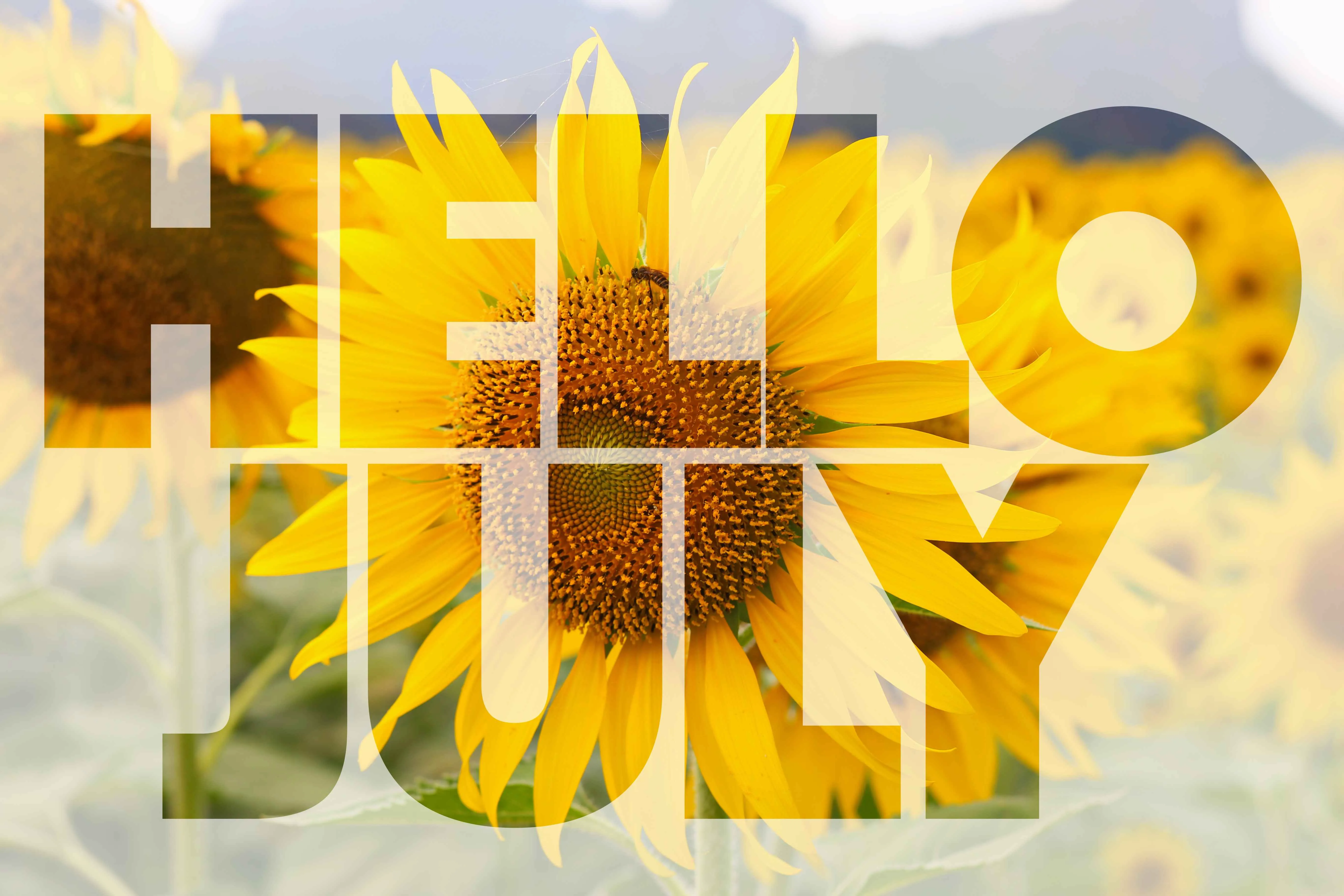 Yorkshire what's on guide for July