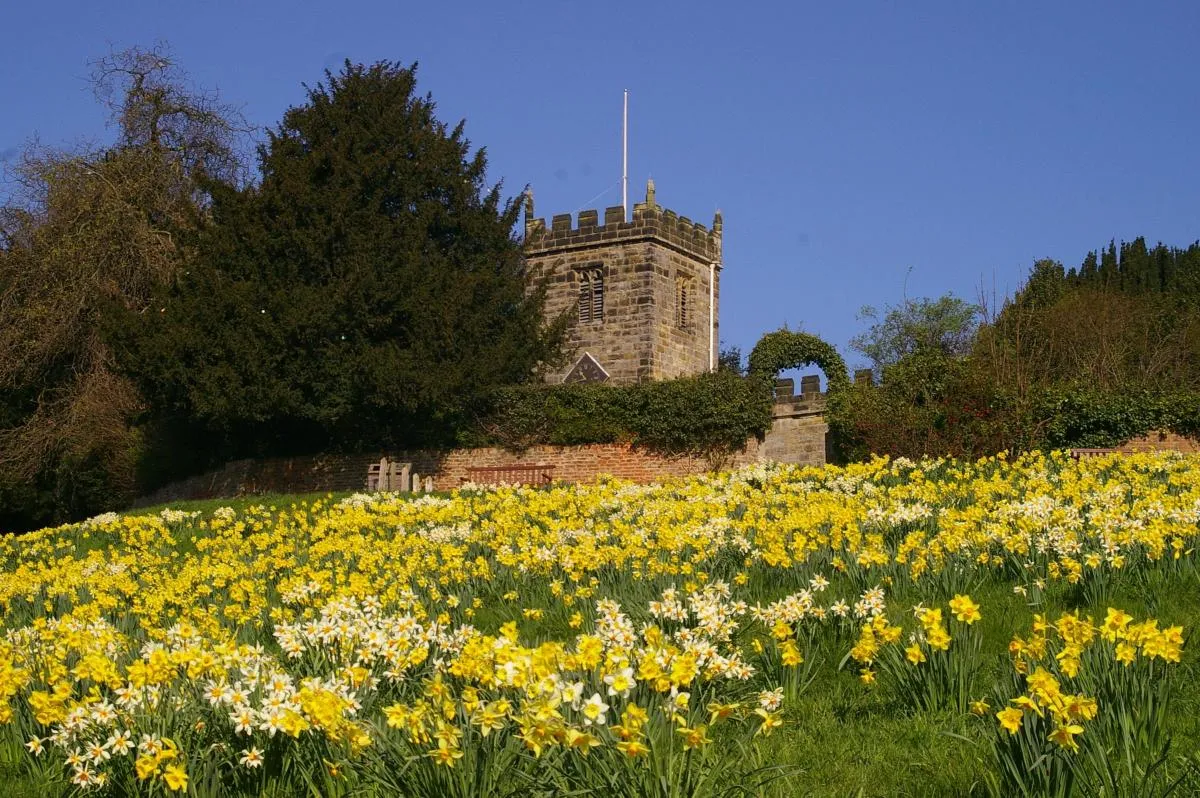 Daffodils on an embankment in front of the church in Crayke, North Yorkshire