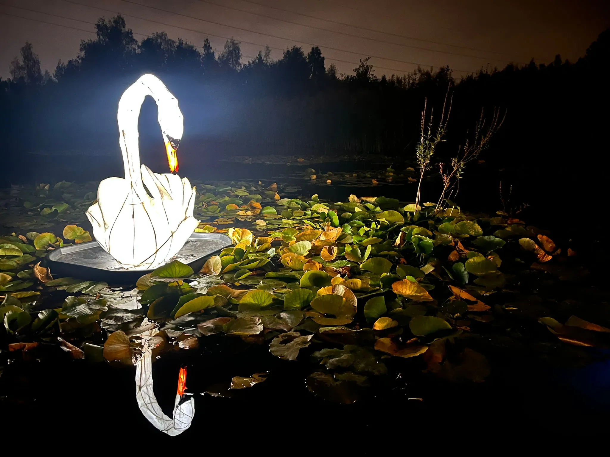 Swan Lantern on a pond at RSPB Old Moor, part of the Wildlights Lantern Trail in March 2026