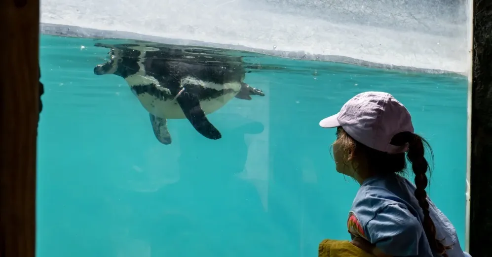 child watching a penguin swim past part of Lotherton Love Your Zoo Week for May half term.
