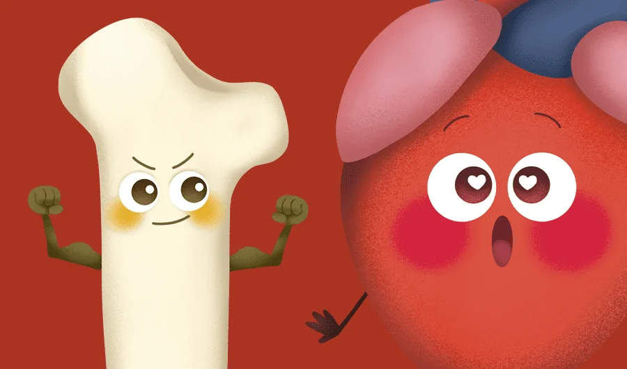 cartoon bone and heart with details of the Thackray Museum May Half Term Amazing Anatomy event
