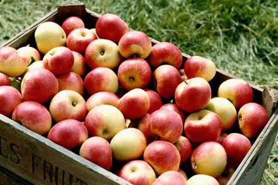 Apple Day Newby Hall