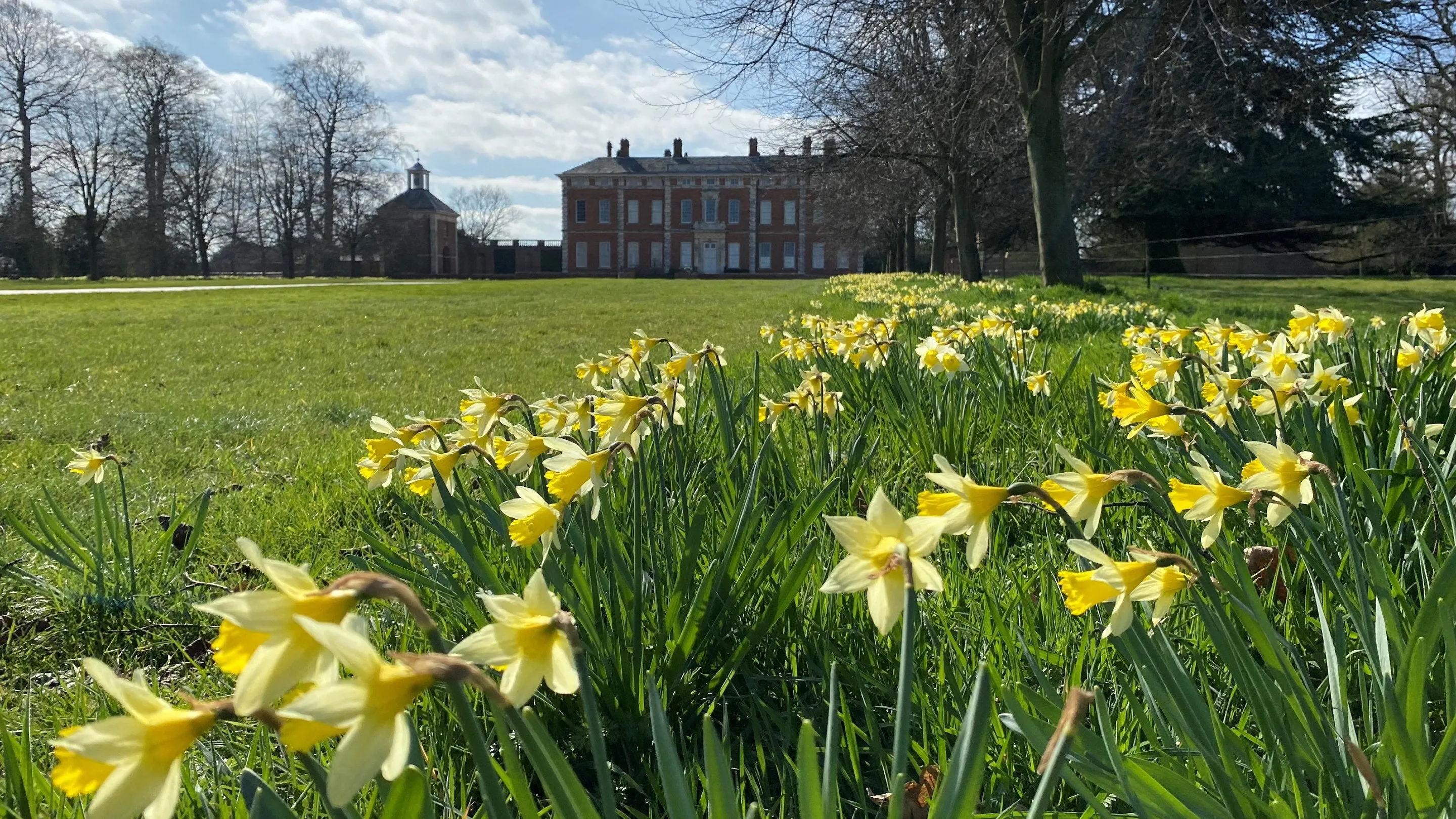 daffodils in the parkland surrounding Beningbrough Hall, th ehall is visible in the background