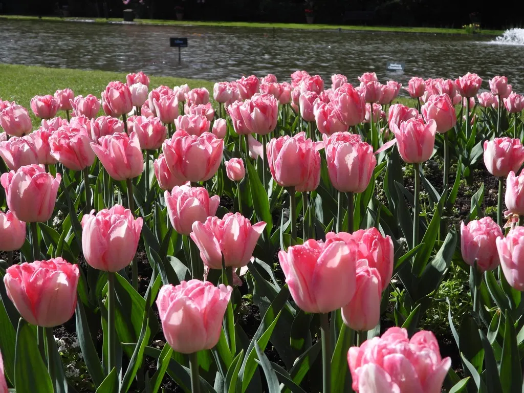 Tulip Festival at Burnby Hall Gardens in April 2026