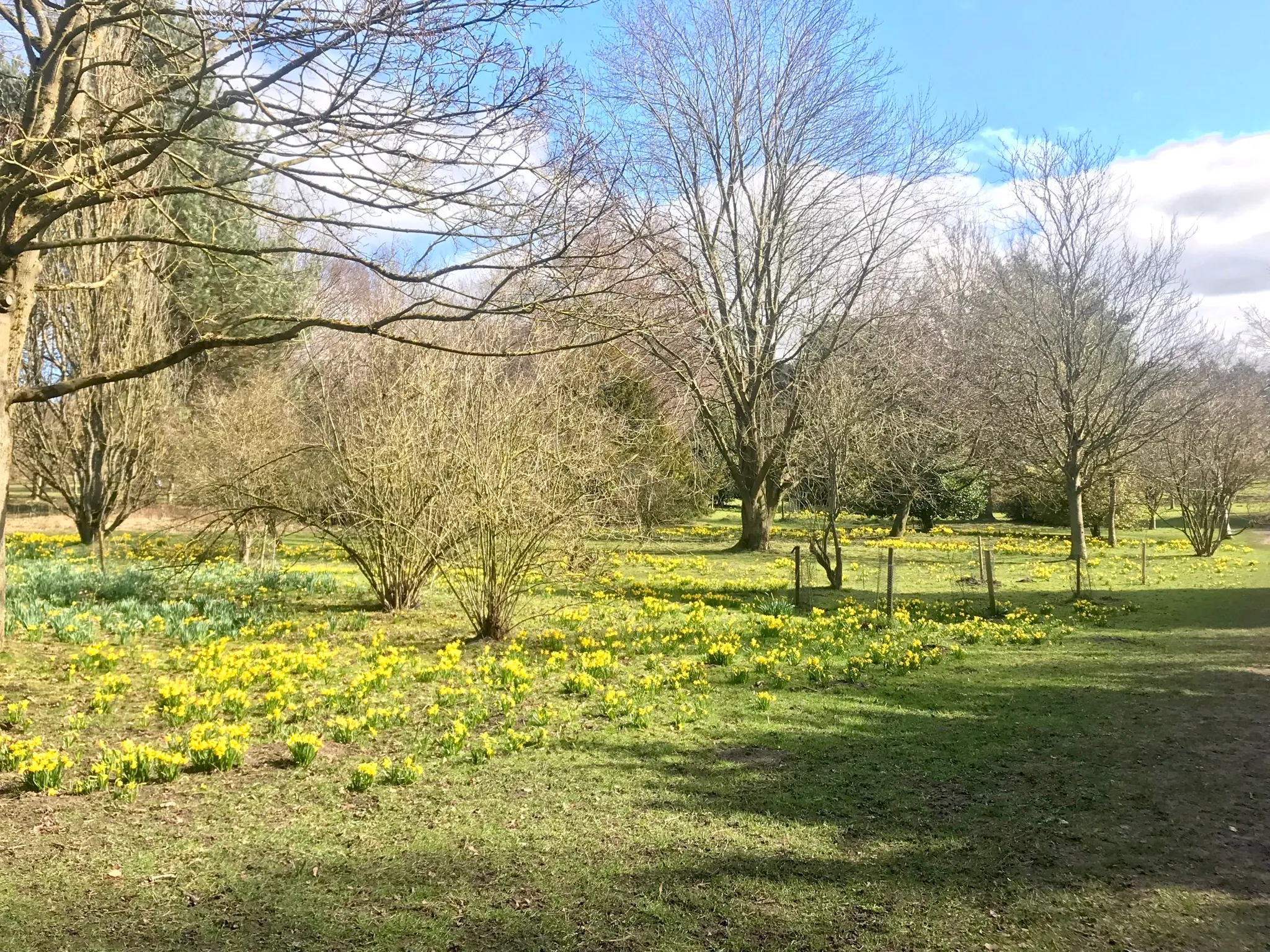 Daffodils at Golden Acre Park