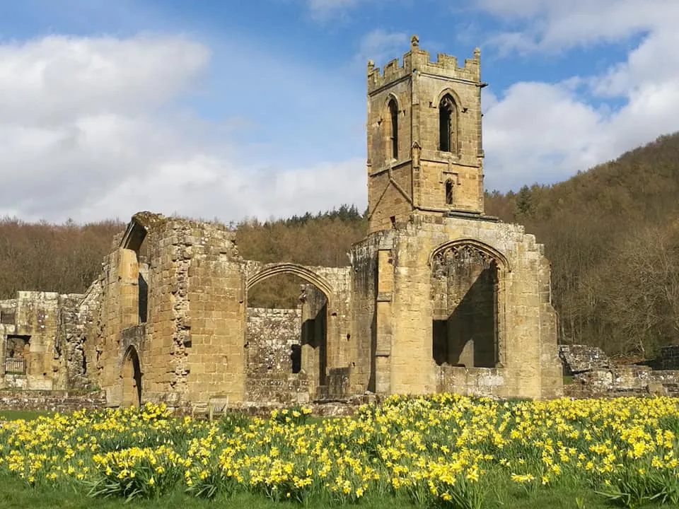 Mount Grace Priory on a sunny day with swathes of daffodils in the foreground