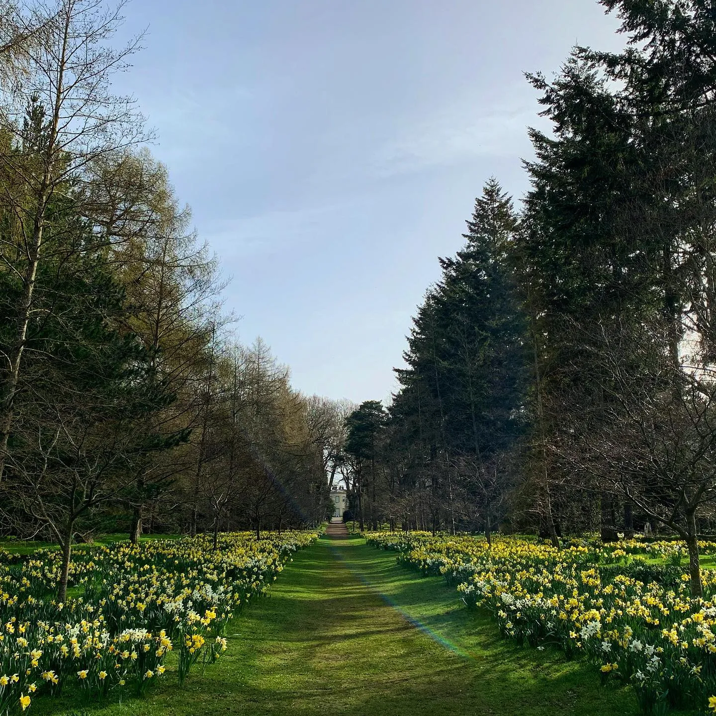 Grassy walkway with daffodils to either side.