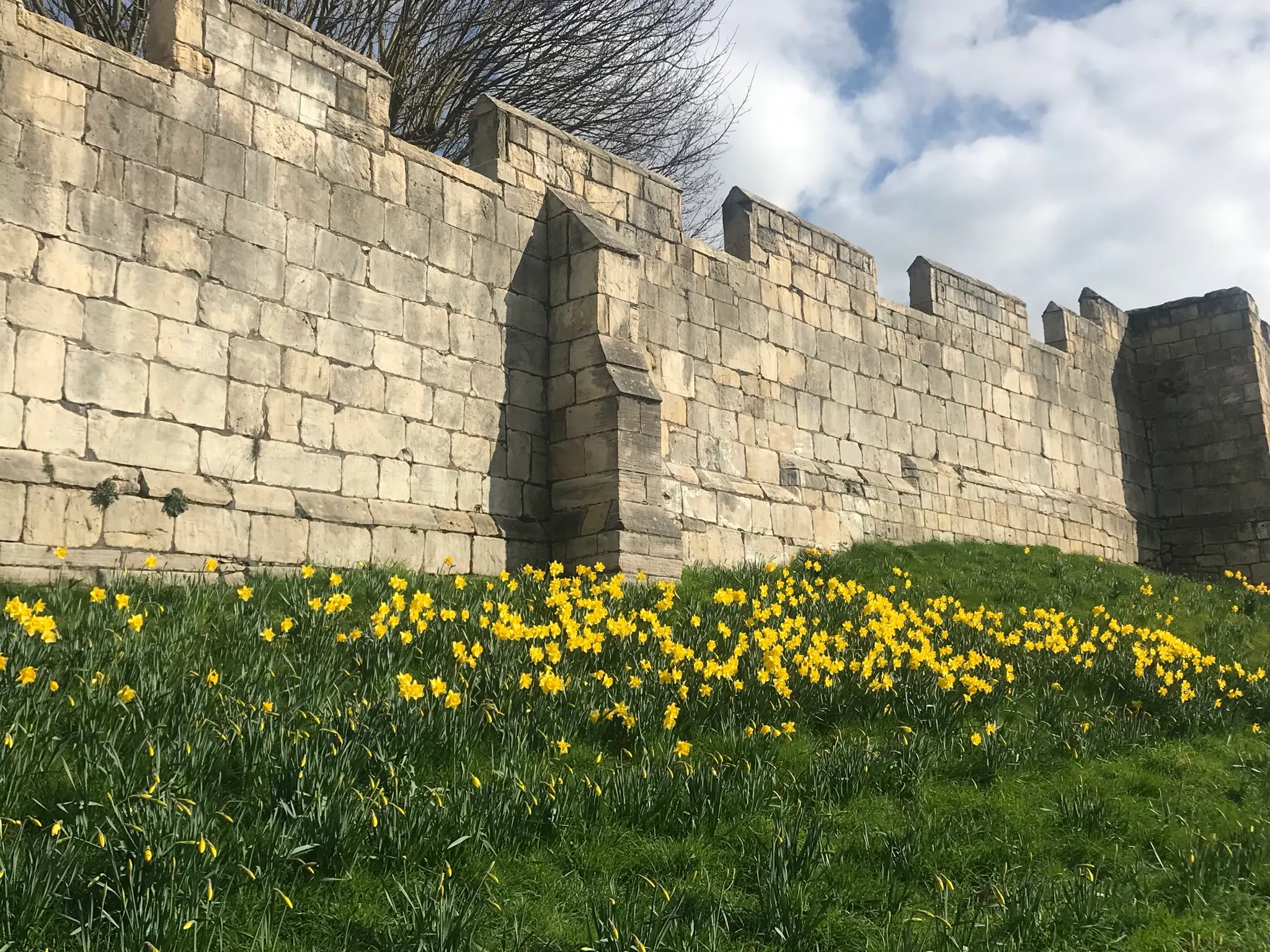 Daffodils growing on the embankment around the York Walls, springtime walk.
