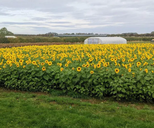 Bewholme sunflower fireld logo