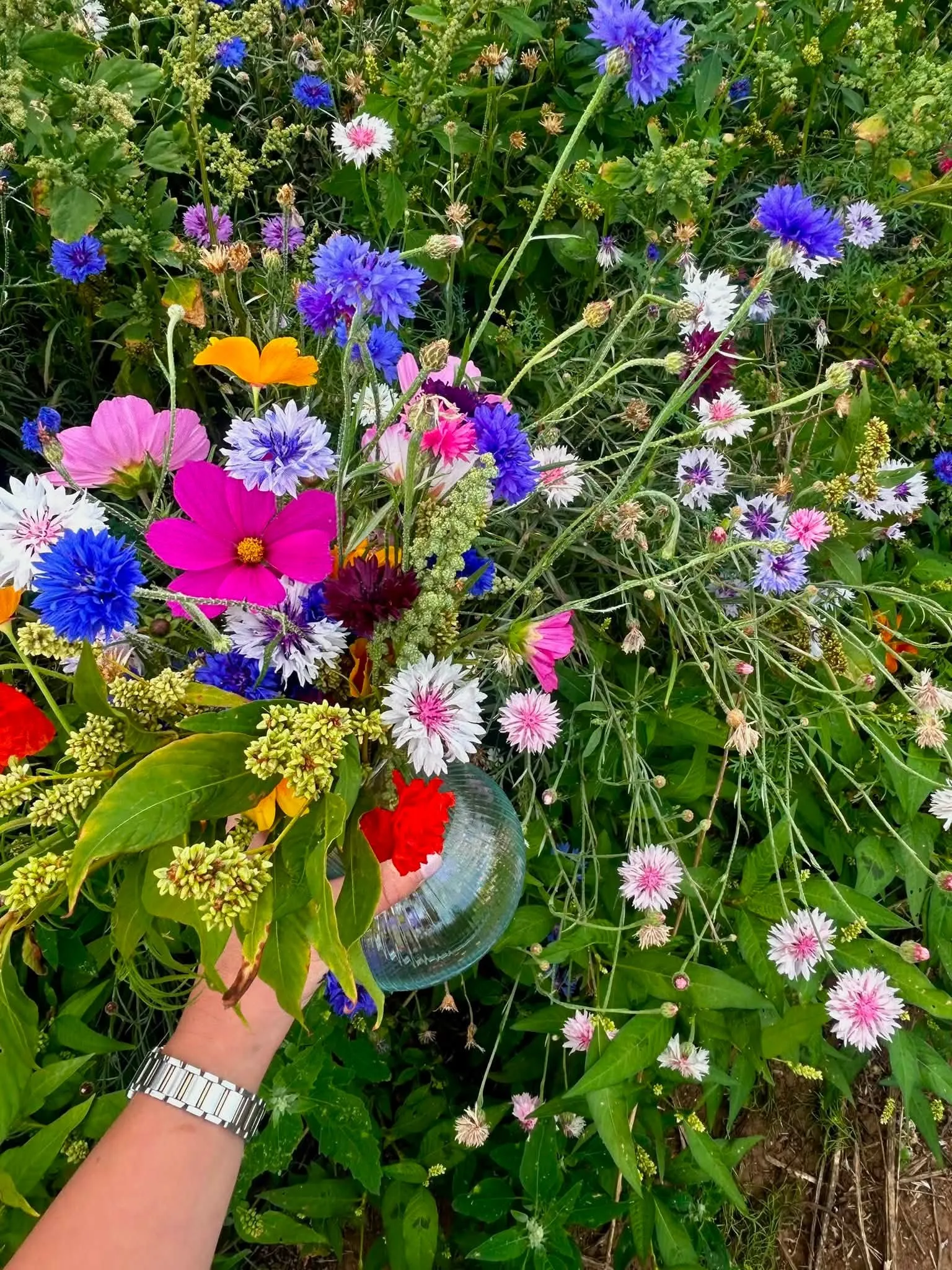 Hand holding a bouquet of different wild flowers.