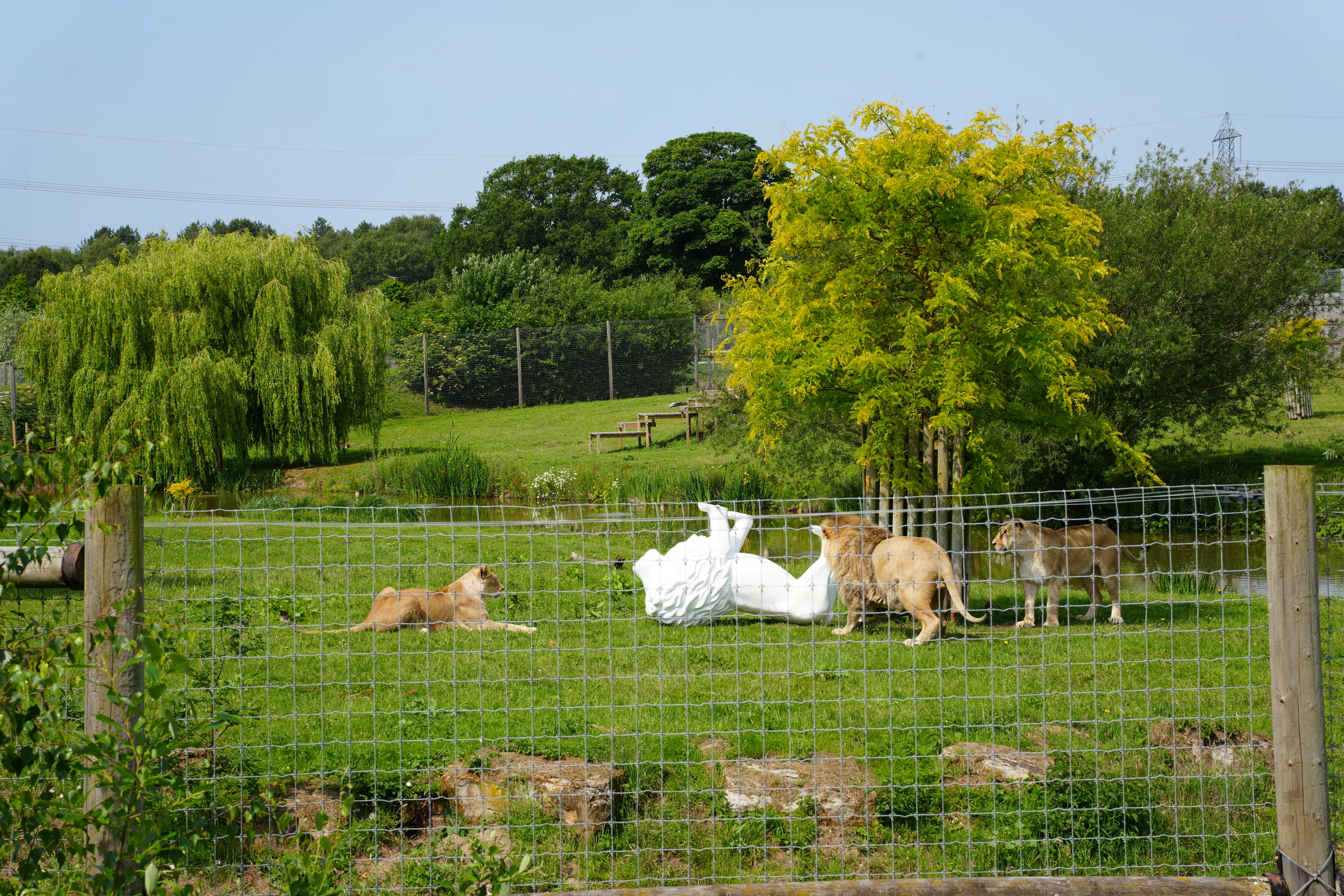 Two of the Lions at the Yorkshire Sculpture Parkinteracting with a lion sculpture..
