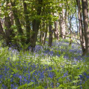 Bluebells Hackfall Woods