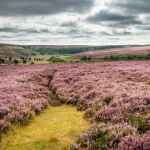 brightly coloured purple heather on the moorland