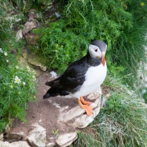 Puffin on cliff face