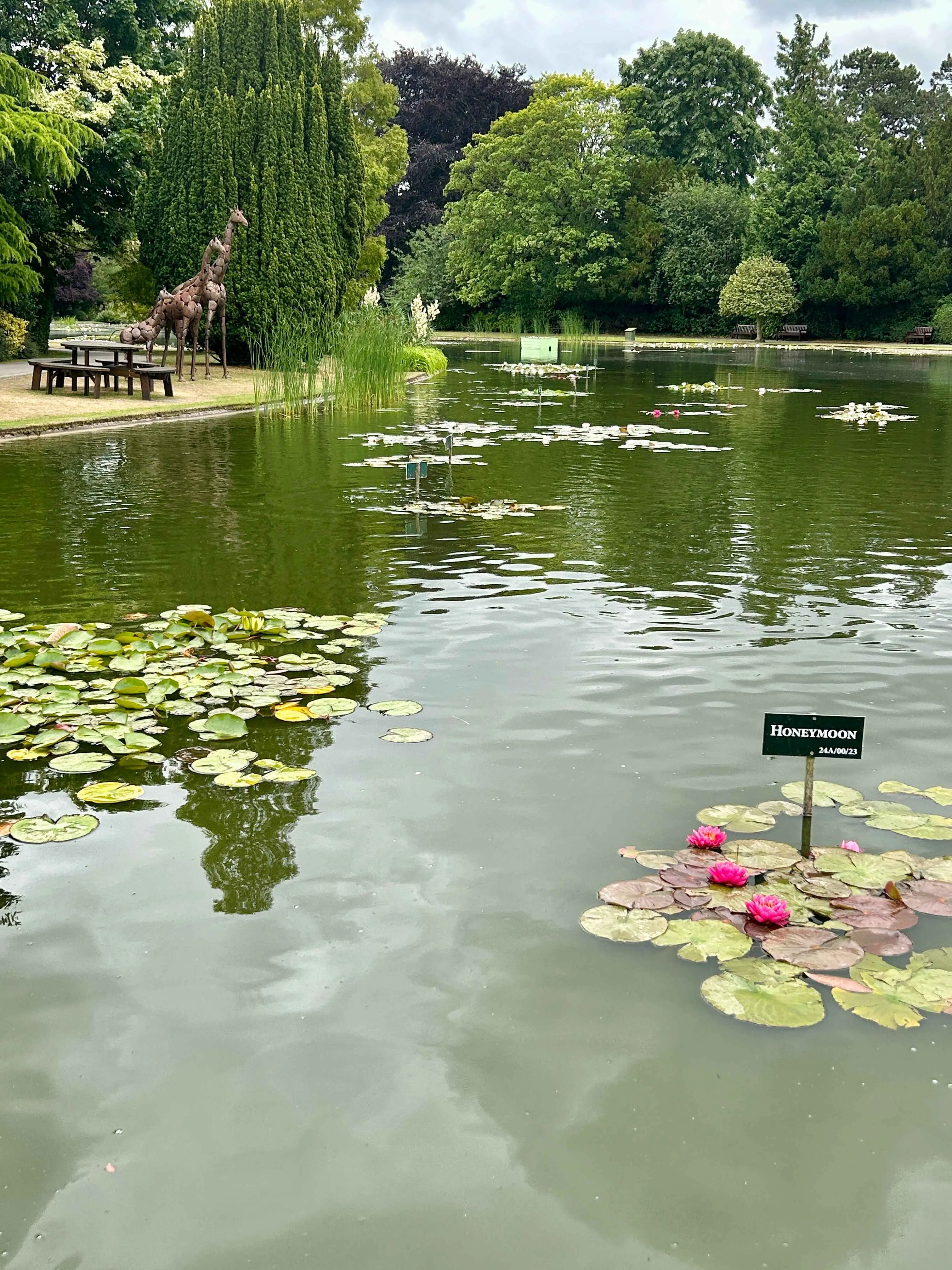 Burnby Hall Gardens main lake with waterlilies in flowe and giraffe sculptures.
