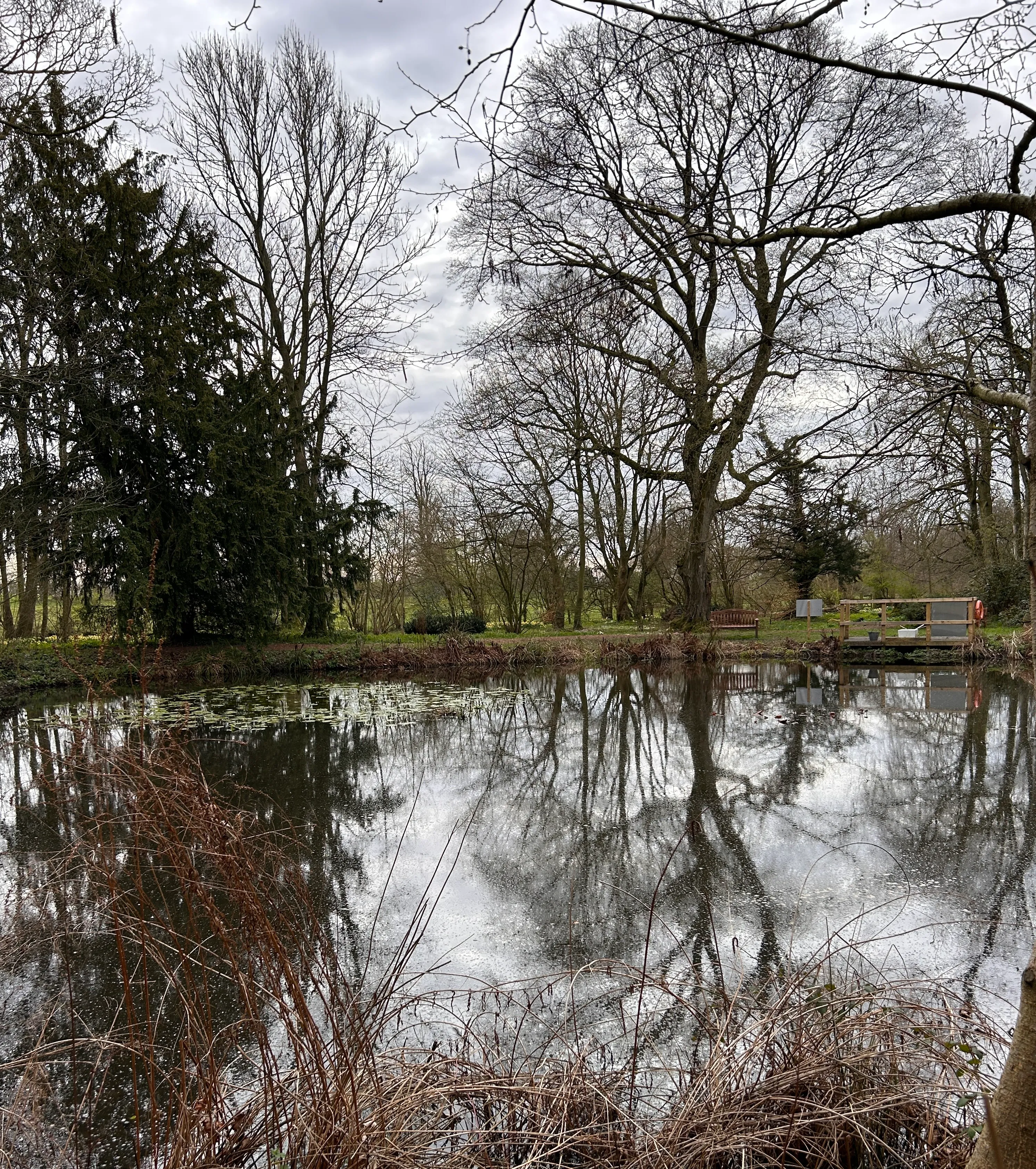 View from a bird hide of the pond and pond dipping deck at Kiplin Hall and Gardens, North Yorkshire
