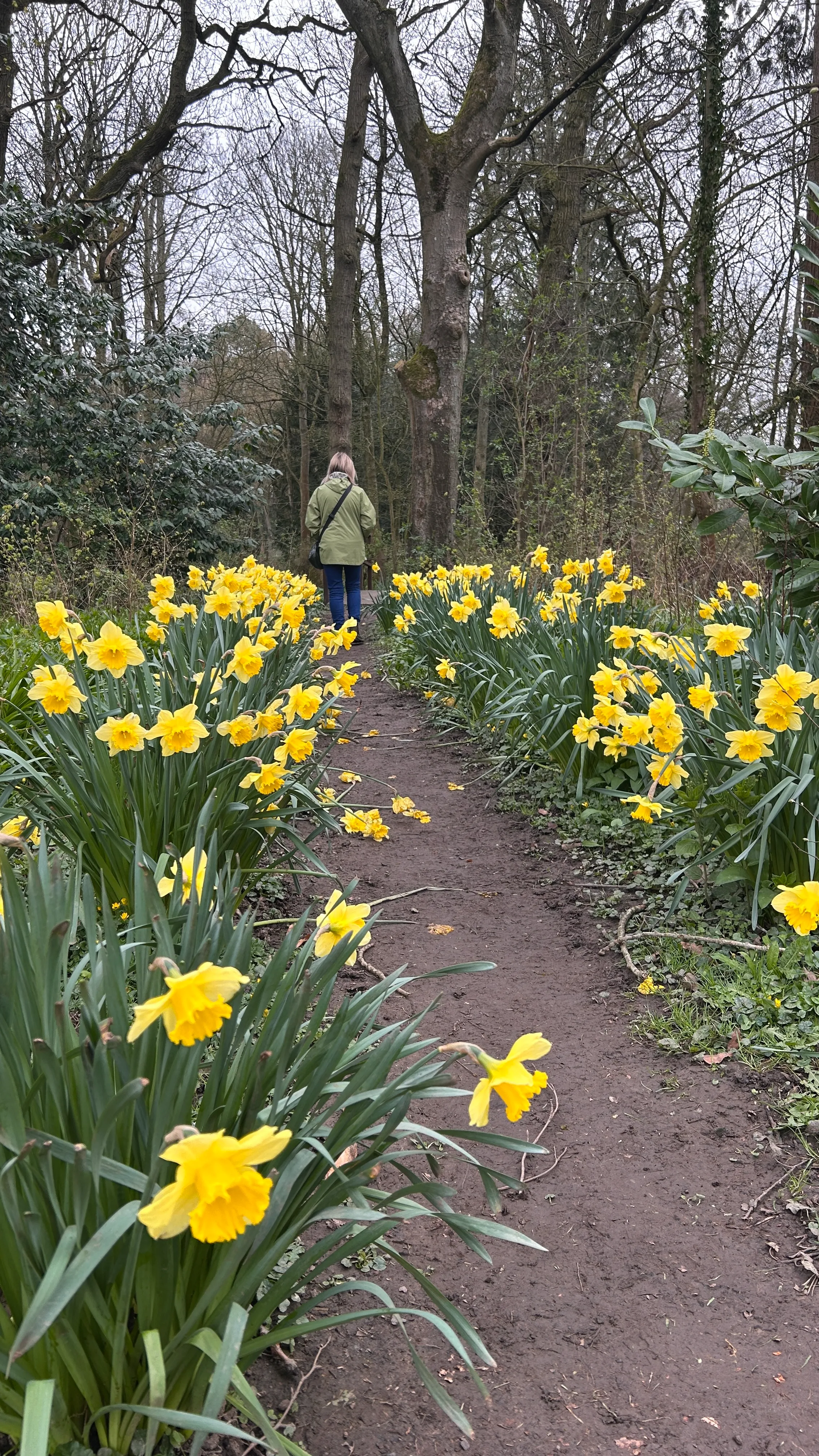footpath with daffodils in bloom in the woodland at Kiplin Hall and Gardens