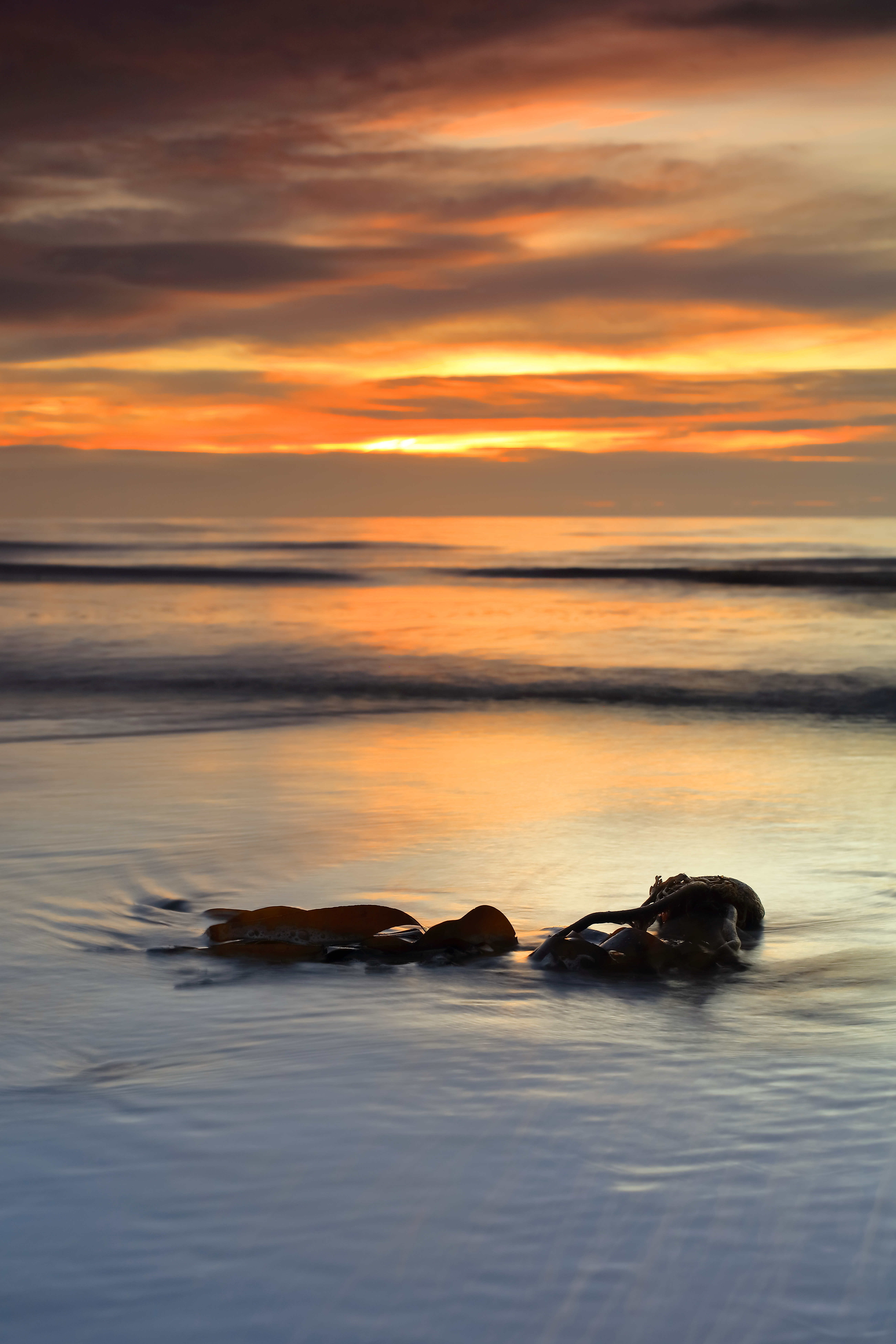 seaweood on the beach, image at sunrise from Danes Dyke