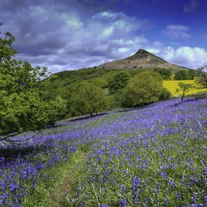 Roseberry Topping in  North York Moor National Park