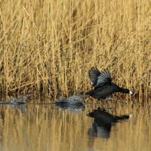 Coot taking off on water at Fairburn Ings with reeds in the background