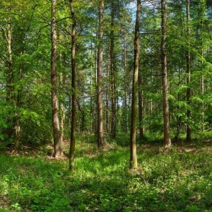 Greno woods in Sheffield